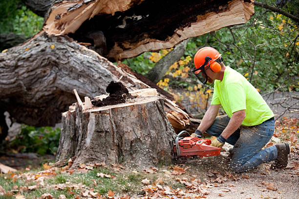 The Steps Involved in Our Tree Care Process in Midland City, AL